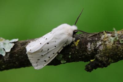 Spilosoma lubricipeda