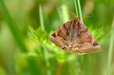 Euclidia glyphica
