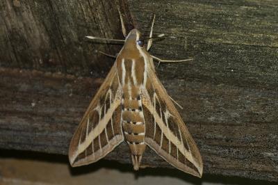 Hyles livornica
