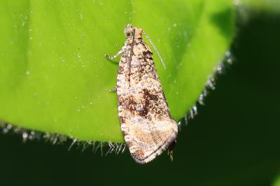 Celypha lacunana