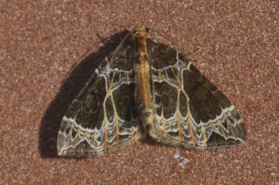 Ecliptopera silaceata