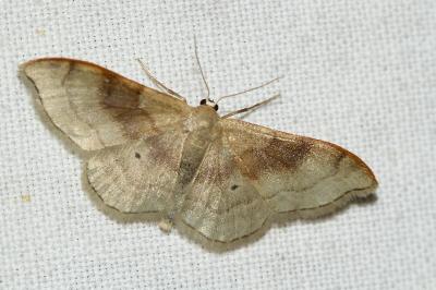 Idaea degeneraria