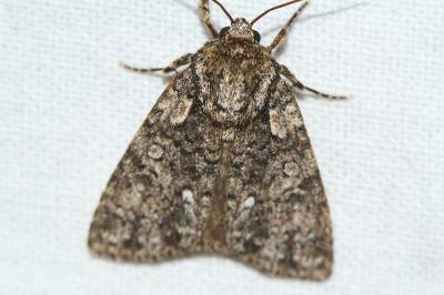 Acronicta rumicis