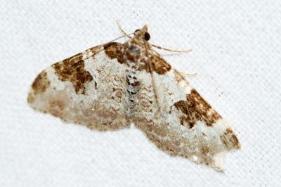 Xanthorhoe fluctuata