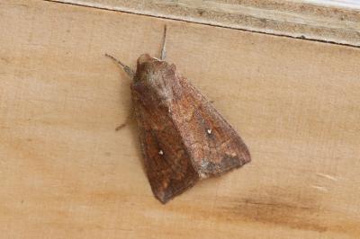 Mythimna albipuncta
