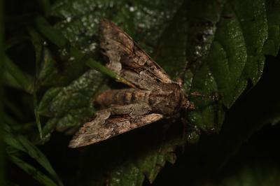 Lacanobia w-latinum