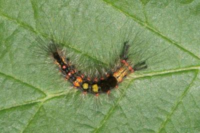 Orgyia antiqua