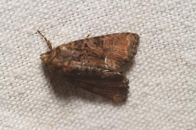 Oligia latruncula