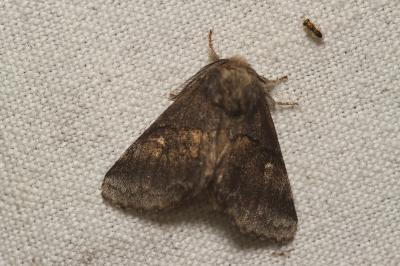 Gluphisia crenata