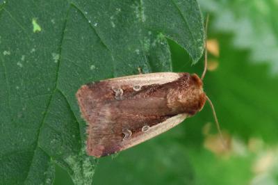 Ochropleura plecta