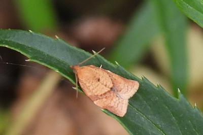 Clepsis consimilana
