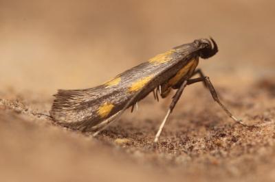 Euspilapteryx auroguttella