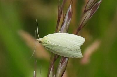 Tortrix viridana