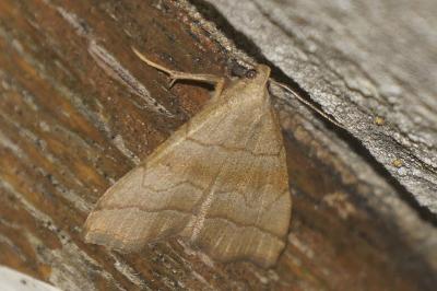 Herminia tarsicrinalis
