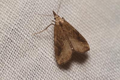 Schrankia costaestrigalis