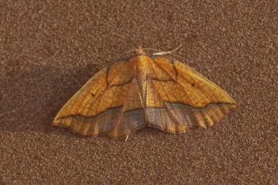 Epione repandaria