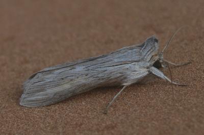 Cucullia umbratica