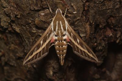 Hyles livornica