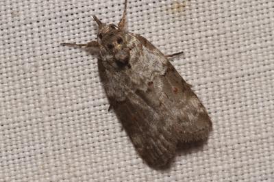 Nycteola revayana