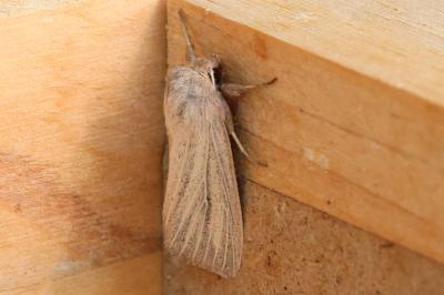 Mythimna pudorina