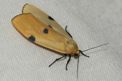 Lithosia quadra