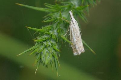 Crambus lathoniellus