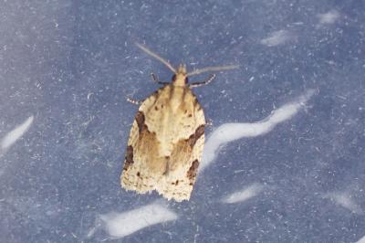 Clepsis spectrana
