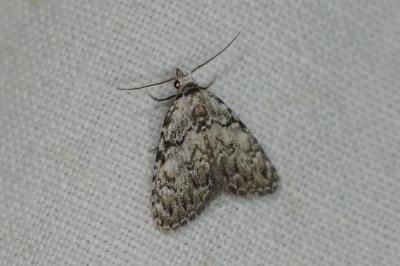 Meganola strigula