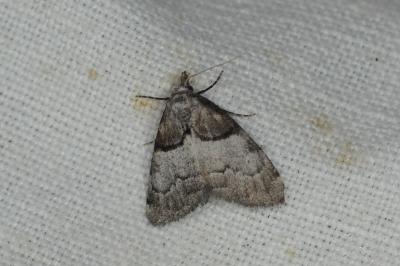 Nola cucullatella