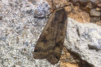 Noctua pronuba