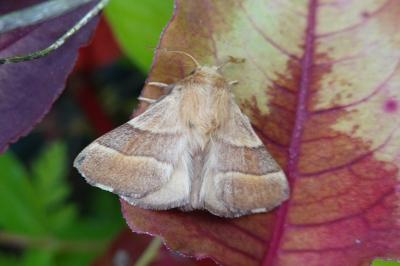 Malacosoma neustria