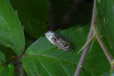 Hedya nubiferana