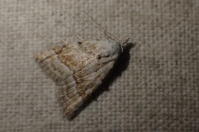 Nola aerugula