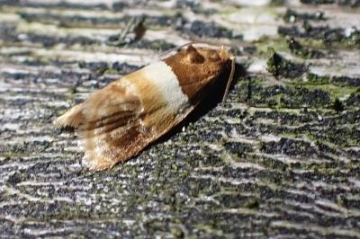 Epinotia festivana