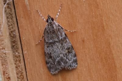 Scoparia basistrigalis