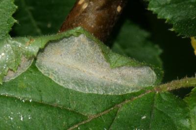 Phyllonorycter coryli