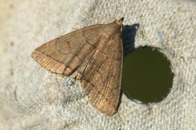 Herminia tarsipennalis
