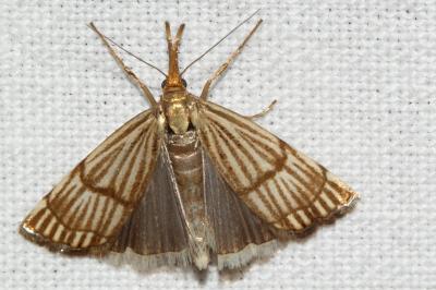 Chrysocrambus linetella