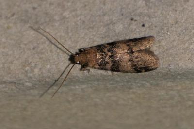 Euzophera pinguis