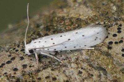 Yponomeuta malinella