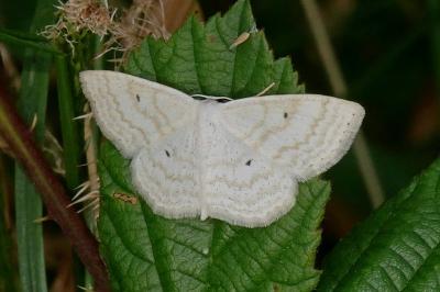 Scopula immutata