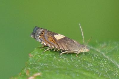 Dichrorampha petiverella