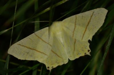 Ourapteryx sambucaria