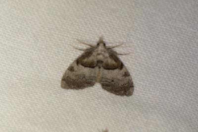 Nola cucullatella