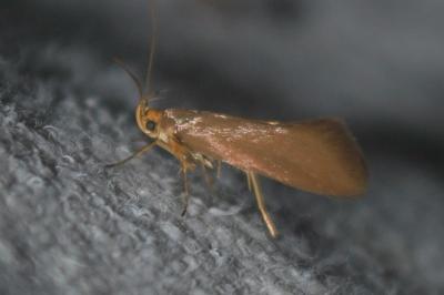 Crassa unitella
