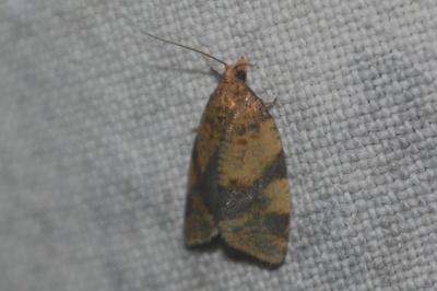 Epagoge grotiana