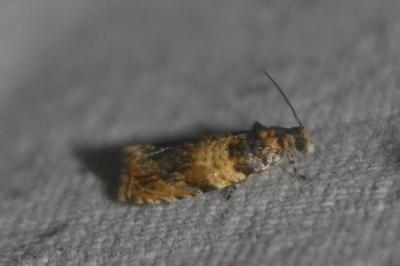 Celypha aurofasciana