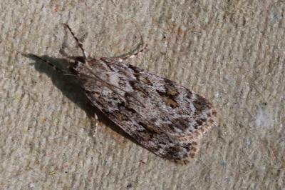 Scoparia basistrigalis
