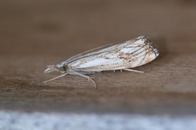 Catoptria falsella