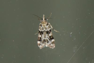 Eudonia delunella